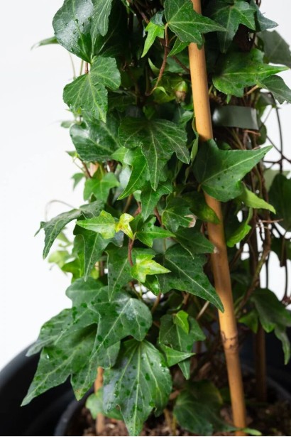 Плющ англійський Грін Ріпл в горщику з підпорою бамбук